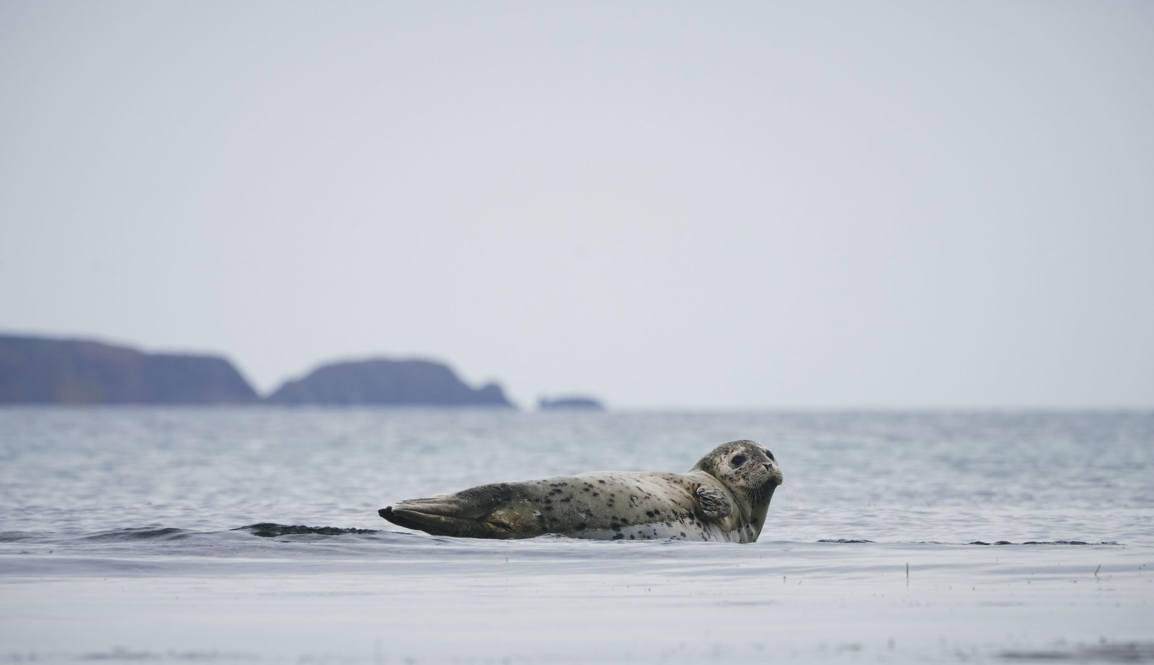 礼文島で撮影した浅瀬を泳ぐアザラシの写真